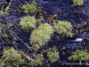 Plant form and habitat